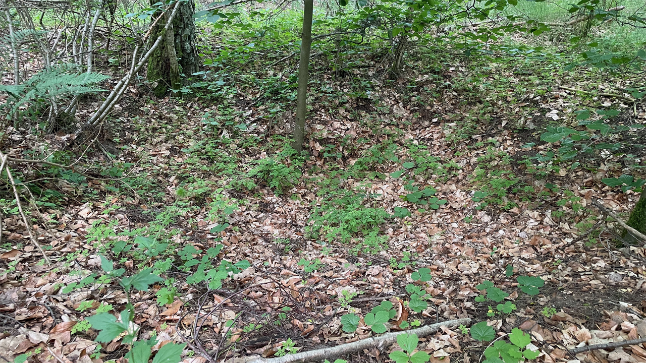 Opowiem ci historię, odcinek 136. Jak kilkoro nastolatków z Chojnic chciało walczyć z komunizmem, czyli o "reakcyjnej organizacji Partyzantka Leśna"