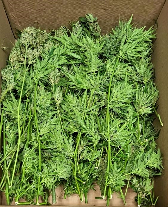 Policyjny dozór dla 27-latka z gminy Tuchola. Miał w domu 2 kg roślin