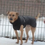 fot. nadesłane/ Schronisko dla Zwierząt w Kościerzynie