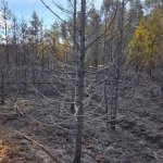 fot. Nadleśnictwo Lipusz